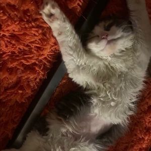 Meet your Posher, Dylan